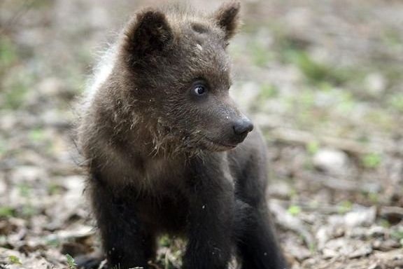 С истязателями медвежат в Югре разберётся полиция