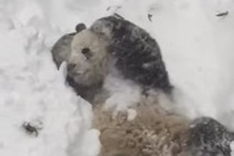  кувыркающаяся сугробе панда очаровала миллиона 