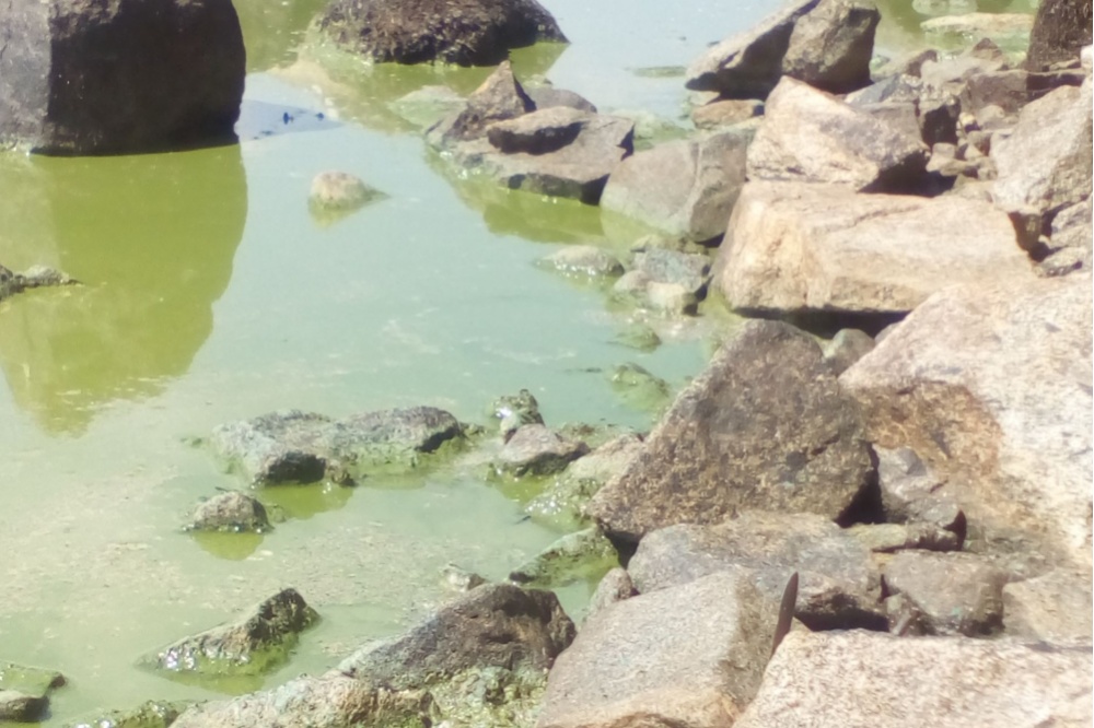  тагильчане просят чистой воды медведева 