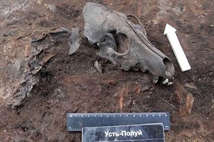  ямале найдено захоронение доисторических собак 