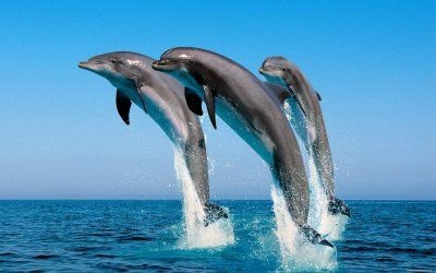  дельфины киты горюют умершим собратьям 