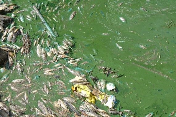  носов тухлую воду денег берут 