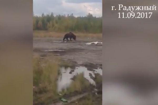  радужном местные жители встретили медведя 