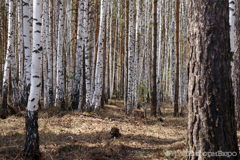  челябинский охотник петле отца двоих детей 