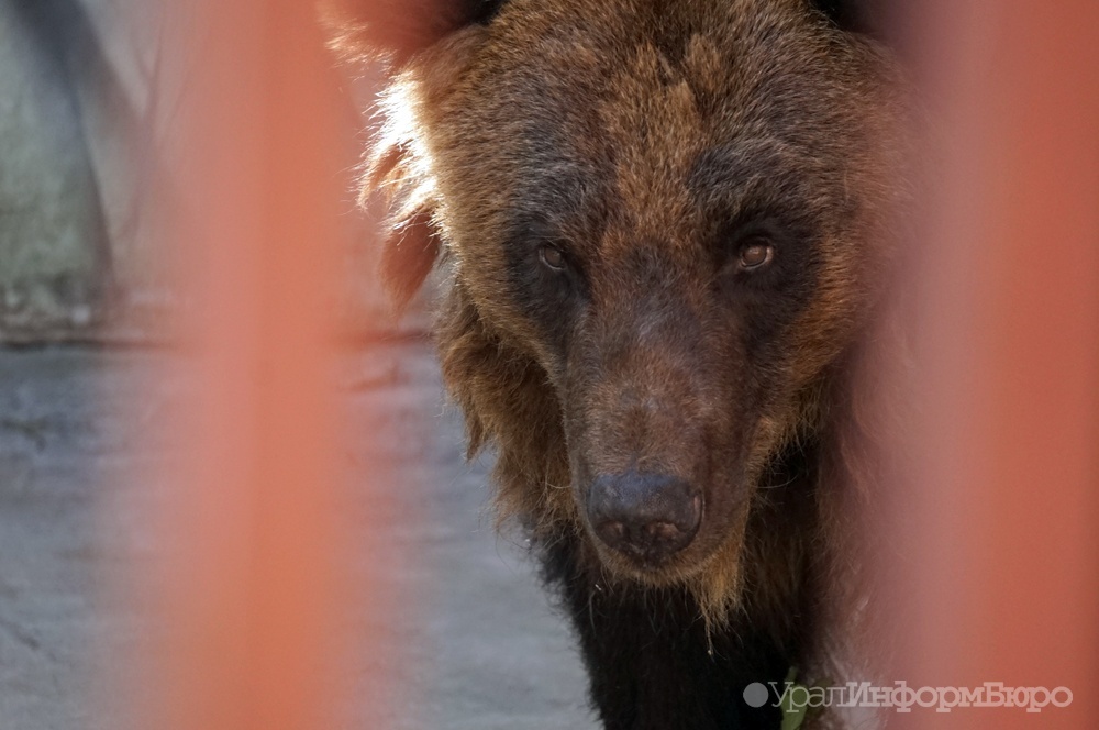  бесснежная зима среднем урале оставила медведей сна 