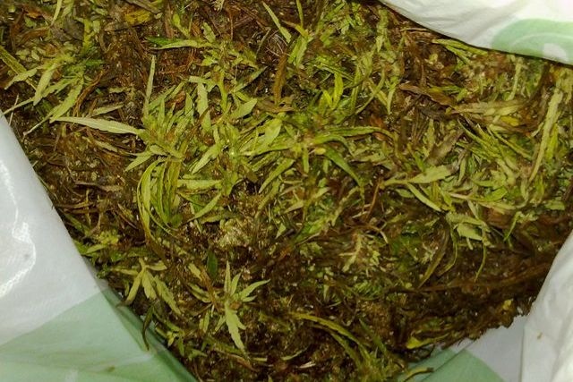  сенат канады проголосовал легализацию марихуаны 