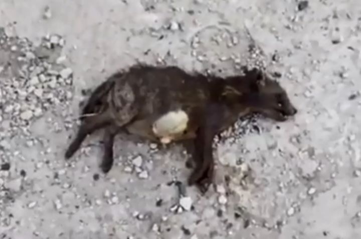  ������������ ����� �������� �������� 