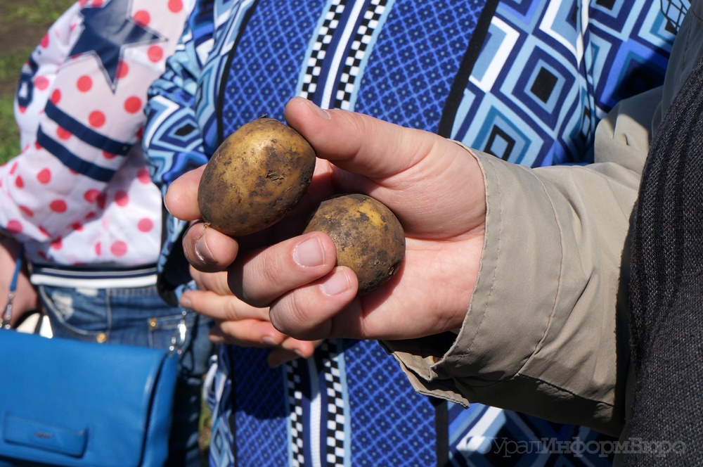  дума русской картошке 