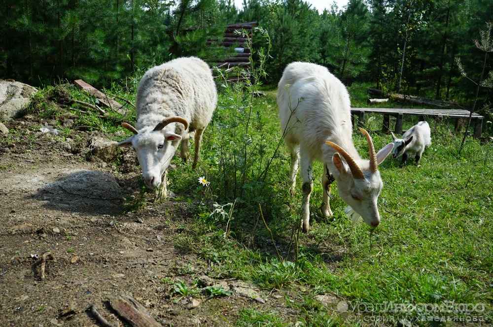  козлы нарушили привычную нью-йорка 