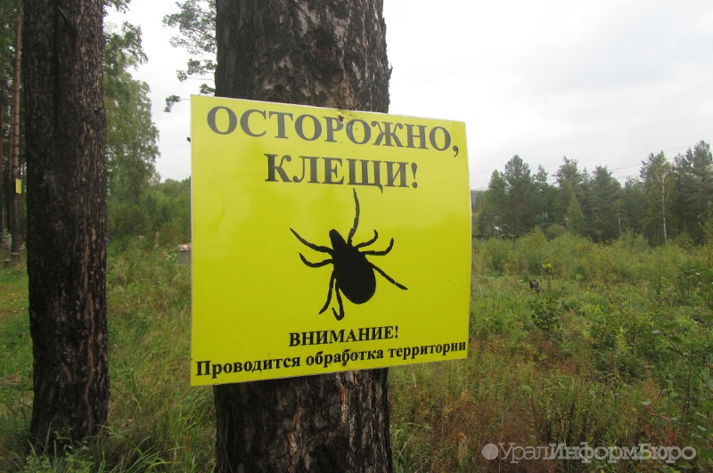  названы среднем урале наибольшим числом пострадавших клещей 