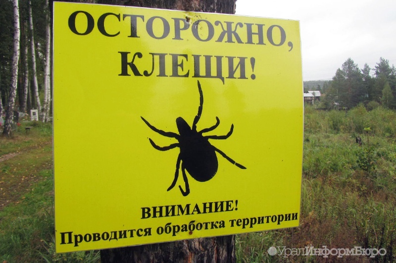  екатеринбургский клещ погубил жительницу красноярска 