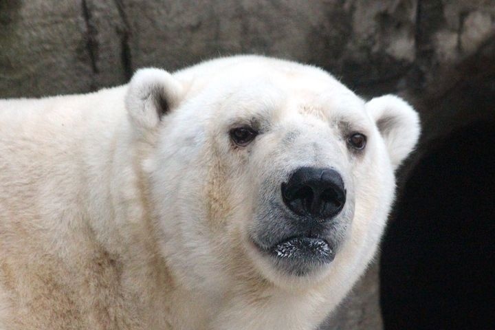  николай дроздов предрек вымирание белых медведей 
