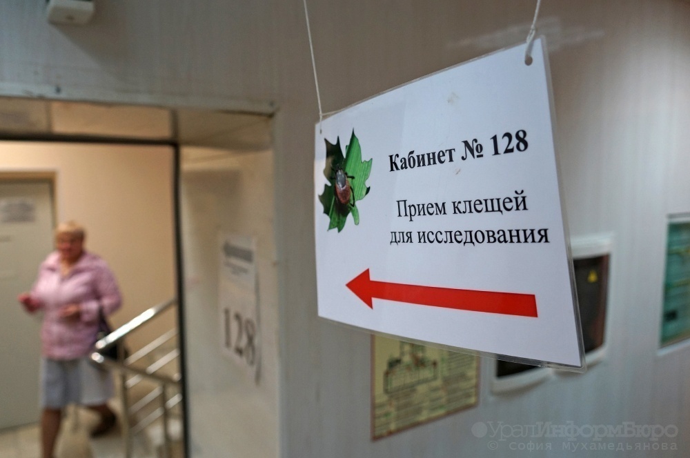  свердловской области резко выросло число госпитализаций подозрением клещевой 
