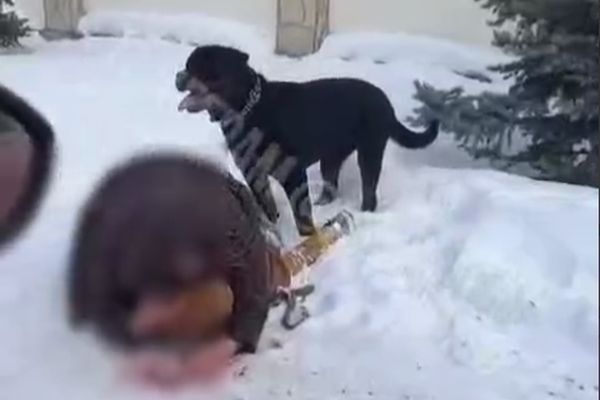  хозяйка ротвейлера напавшего женщину ребенком екатеринбурге собирается усыплять 