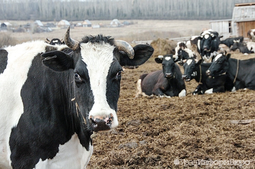 Фото: uralinform.ru