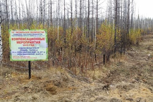  энергетики восстанавливают леса западной сибири 