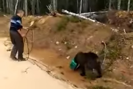  якутии ищут медведя канистрой видео 