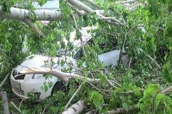  екатеринбурге визе дерево рухнуло тойоту 