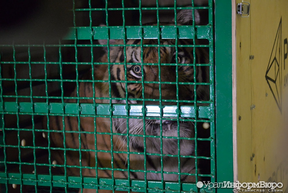  уральские авиалинии помогли доставить тигра гектора дальний восток 