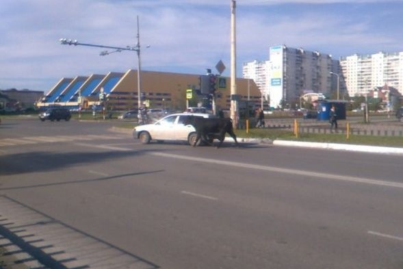  нижневартовске разъяренный бык набросился прохожих 