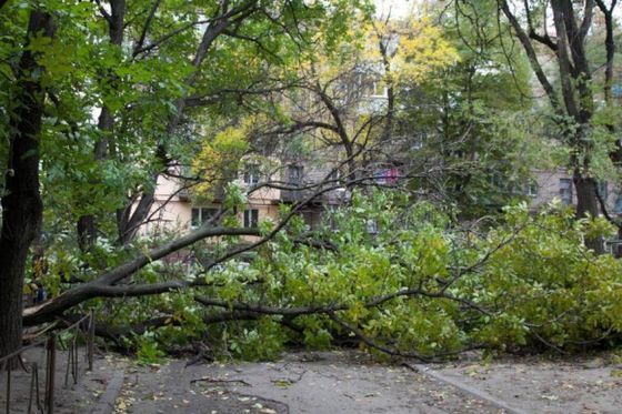  первоуральске дерево рухнуло 10-летнюю девочку 