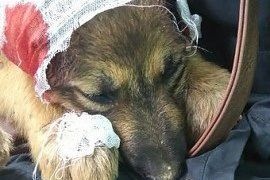  сургуте живодеры отрезали уши бездомному щенку 