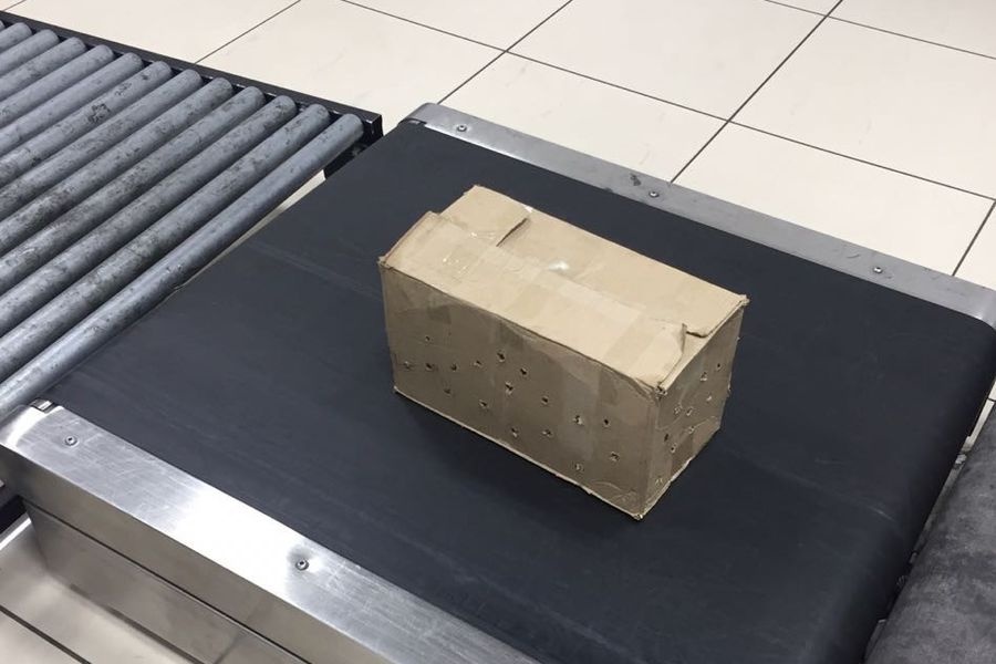  кольцово авиапассажира оштрафовали коробку голубей 