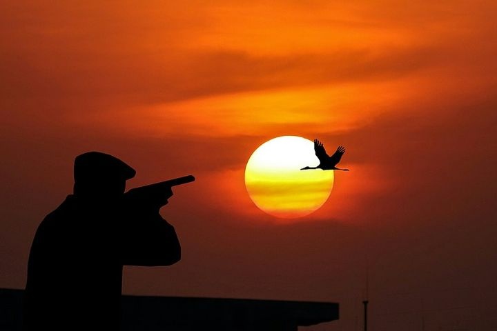  госдуме предложили узаконить охоту краснокнижных животных 