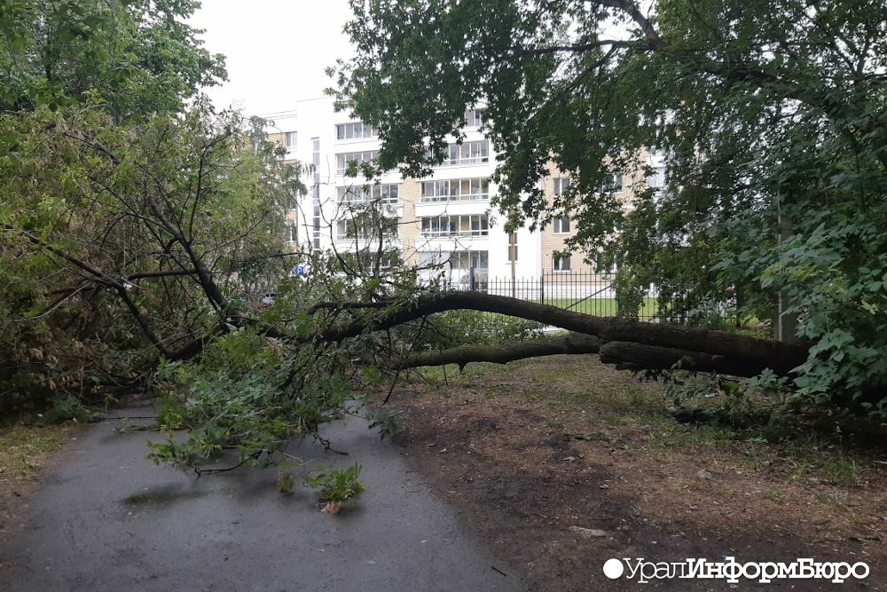  екатеринбург фото инцидент деревья стихии машины 