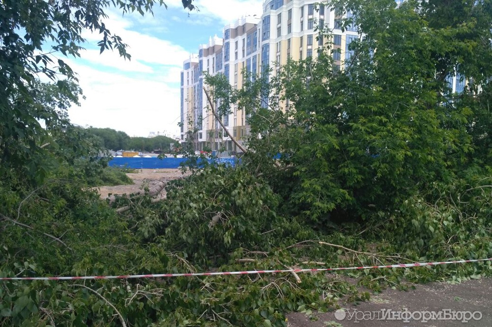  жителей екатеринбурга переполошила вырубка деревьев центре города 