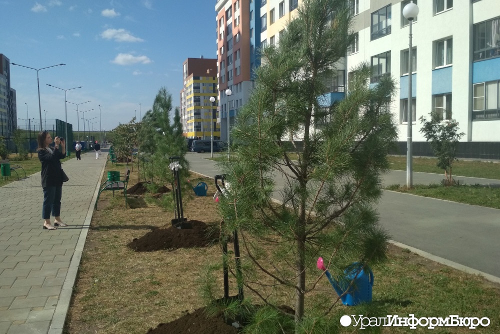  здоровье академического защитит кедровая аллея 