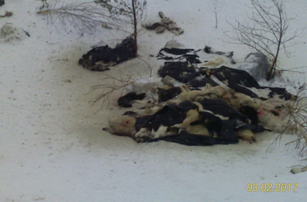  южном урале обнаружили свалку собачьих трупов 