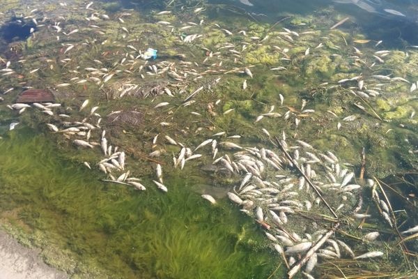  шершневском водохранилище передохла рыба 