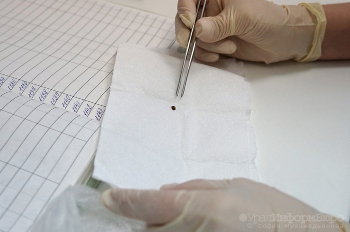  делу смерти тюменской школьницы энцефалита подключились следователи 