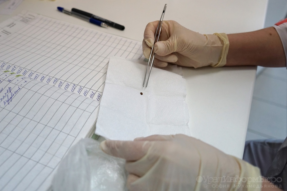  среднем урале зарегистрирован энцефалит 