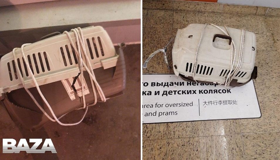  шереметьево аэропорту аэрофлот кота животных животное перевозчик виктора 