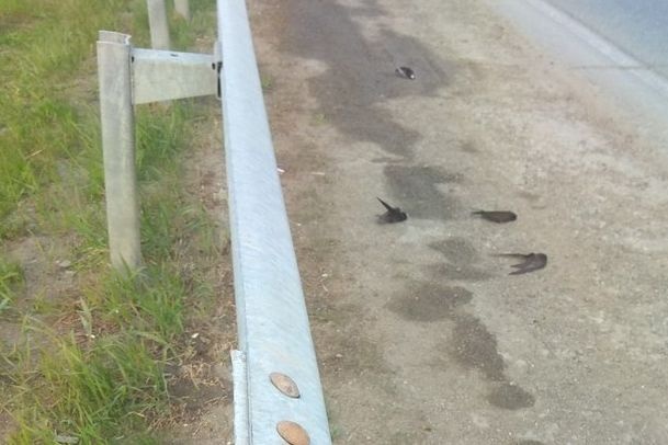  трасса усыпана трупами среднем урале прошел мор птиц 