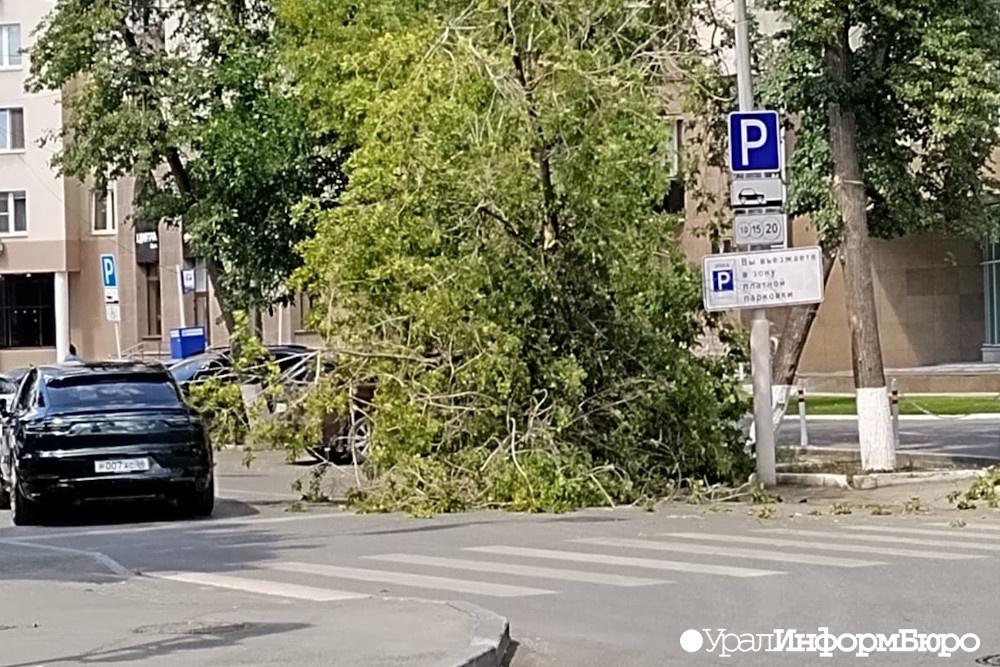  упавшее дерево перегородило дорогу центре екатеринбурга 