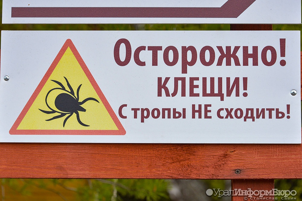  среднем урале выросло число госпитализированных подозрением клещевой энцефалит 