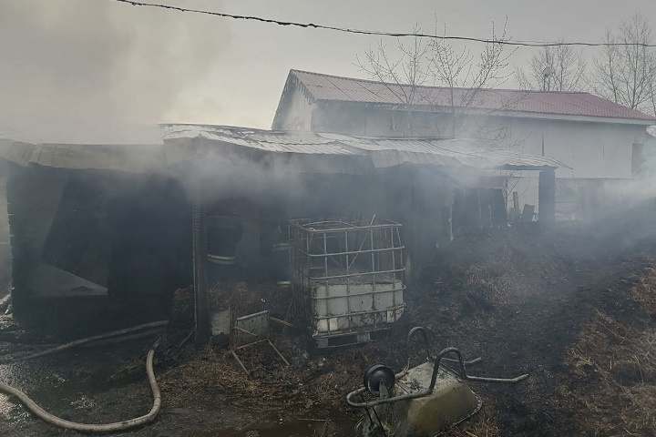  лошади собаки сгорели пожаре конюшне екатеринбурге 