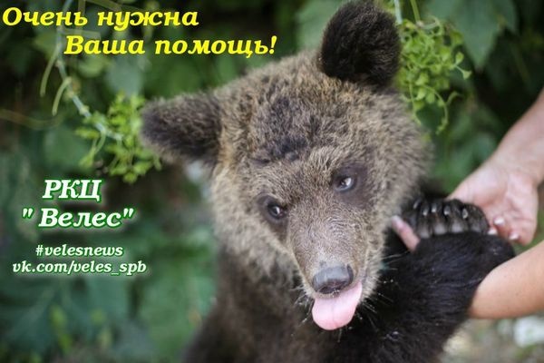  спасенного южном урале медвежонка увезут санкт-петербург 
