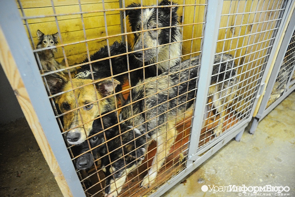  асбесте построят приют собак миллионов рублей 