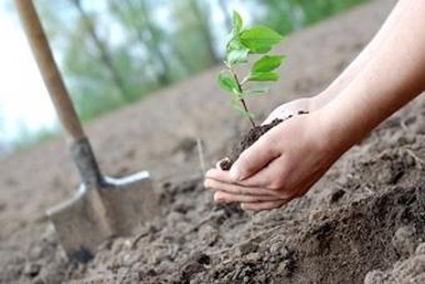  тюменцев приглашают день посадки леса 
