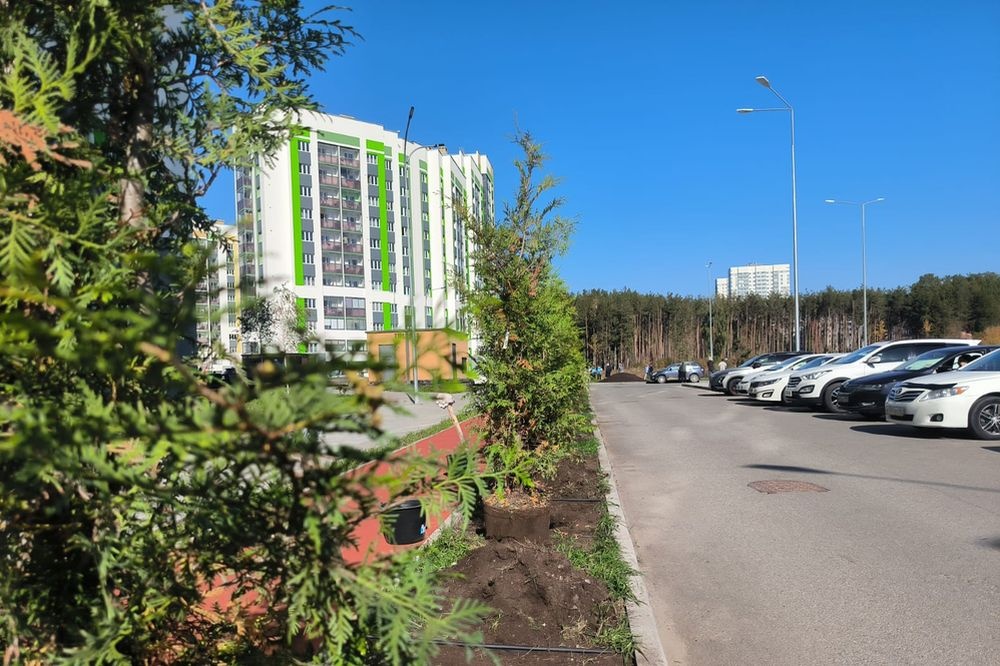  академический район екатеринбурга украсила аллея туй 