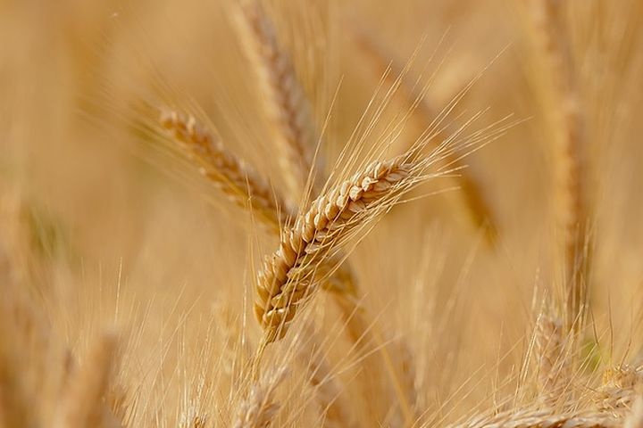  россия рискует потерять часть урожая 
