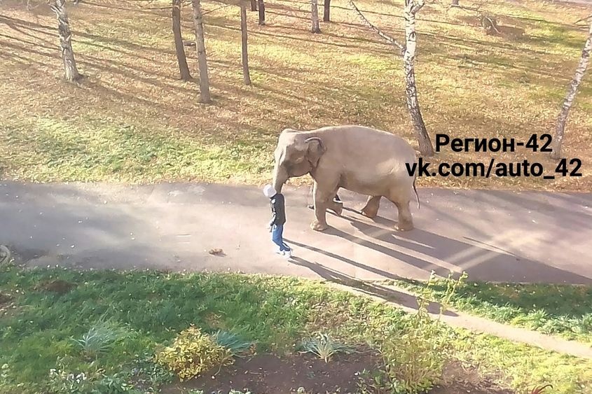  скверу влюбленных кемерово разгуливала пара слонов 