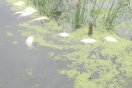 Берег нижнетагильского водоема вновь усеяла мертвая рыба