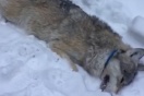 Сысертская полиция "крышует" незаконную охоту на волков?
