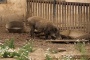 Cвинское дело олигарха Аристова