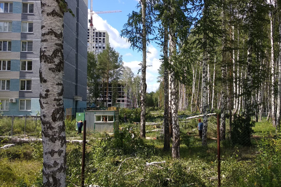 Черные лесорубы. Берёзовая роща краснолесье. Лес екатеринбург. Березовый свердловский. Березовая роща полевской.